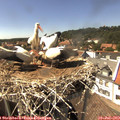 15_15-nest.jpg