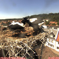 15_25-nest.jpg