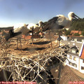 15_30-nest.jpg