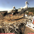 15_35-nest.jpg