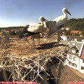 15_40-nest.jpg