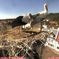 15_45-nest.jpg
