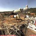 15_50-nest.jpg