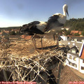 15_55-nest.jpg