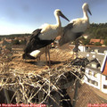 16_00-nest.jpg
