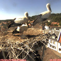 16_05-nest.jpg