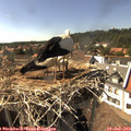 16_10-nest.jpg