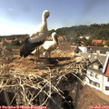 16_15-nest.jpg