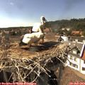 16_20-nest.jpg