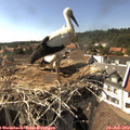 16_25-nest.jpg