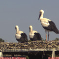 16_30-mast.jpg