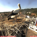 16_30-nest.jpg