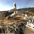 16_35-nest.jpg