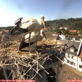 16_50-nest.jpg