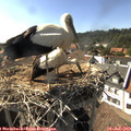 16_55-nest.jpg