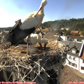17_00-nest.jpg