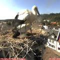 17_05-nest.jpg