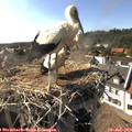 17_10-nest.jpg