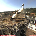 17_15-nest.jpg