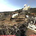 17_20-nest.jpg