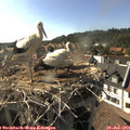 17_25-nest.jpg