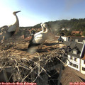 17_30-nest.jpg