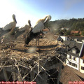17_50-nest.jpg