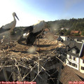 17_55-nest.jpg