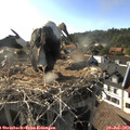 18_00-nest.jpg