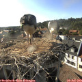 18_05-nest.jpg