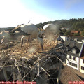 18_10-nest.jpg