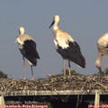 18_20-mast.jpg