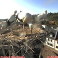 18_20-nest.jpg