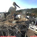 18_25-nest.jpg