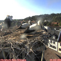 18_30-nest.jpg