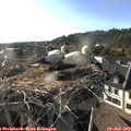 18_35-nest.jpg