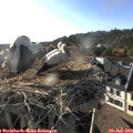 18_40-nest.jpg