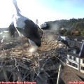 19_05-nest.jpg