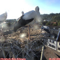 19_15-nest.jpg