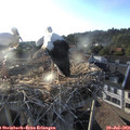 19_20-nest.jpg
