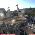 19_25-nest.jpg