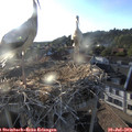 19_30-nest.jpg