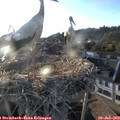 19_35-nest.jpg