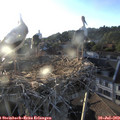 19_45-nest.jpg