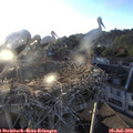 19_55-nest.jpg