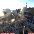 20_10-nest.jpg