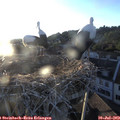 20_15-nest.jpg
