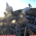 20_25-nest.jpg