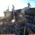 20_30-nest.jpg