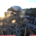 20_50-nest.jpg
